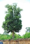 A 大吳可 (150)