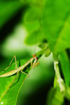 STC_6361