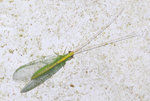 STC_6372