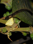STC_6377