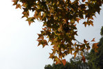 STC_9888