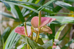 VCH_5320