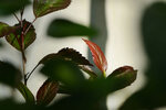 VCH_5331