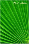 leaf1
