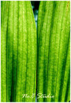 leaf2
