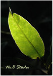 leaf5