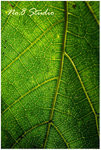 leaf6