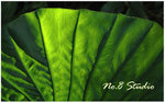 leaf8