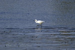 _DSC0356