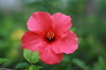 IMG_7385_resize