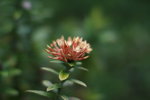 IMG_7419_resize