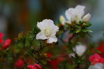 IMG_7425_resize