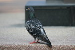 IMG_5662_resize