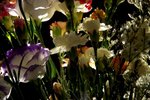 PICT6578