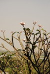 Thai-08travel-036