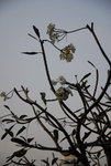 Thai-08travel-074