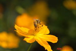 Sony R1
_DSC0046