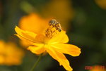 _DSC0048a