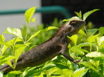 DSC00225a