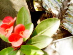 DSC09226