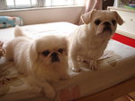 DSC03700
