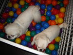 Puffy Puppies001