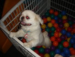 Puffy Puppies002