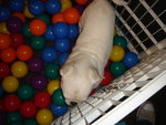 Puffy Puppies003