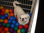 Puffy Puppies004