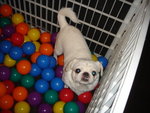 Puffy Puppies005