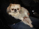 Puffy Puppies006