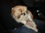 Puffy Puppies007
