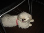 Puffy Puppies008