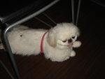 Puffy Puppies009