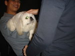 Puffy Puppies010