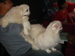 Puffy Puppies011