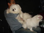 Puffy Puppies012