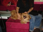 Puffy Puppies013