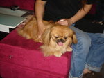 Puffy Puppies014