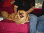 Puffy Puppies015