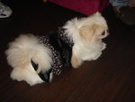 Puffy Puppies016