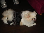 Puffy Puppies017
