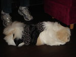 Puffy Puppies018