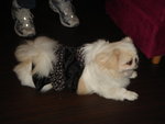 Puffy Puppies019