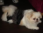 Puffy Puppies024