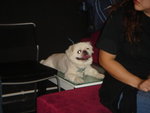 Puffy Puppies025