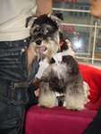Puffy Puppies026