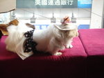 Puffy Puppies030
