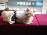 Puffy Puppies031