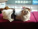 Puffy Puppies032